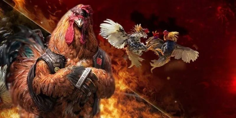 Tìm hiểu những thế mạnh vượt trội của đá gà HM88